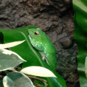 Chinese Gliding Frog