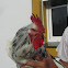 Rooster