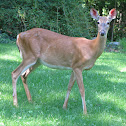 White tailed Deer