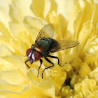 Fly
