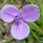 Lawn Lily, Slug Herb