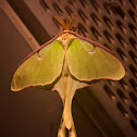 Luna Moth