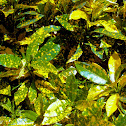 Codiaeum variegatum