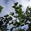 Ginkgo