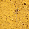 western Fence Lizard