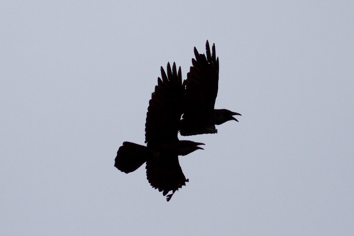 Common Raven
