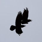Common Raven