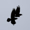 Common Raven