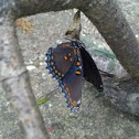 Red Spotted Purple