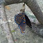 Red Spotted Purple