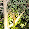 bush baby