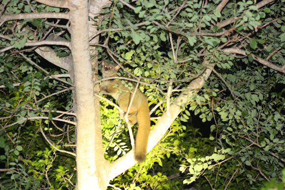 Spotting Image 1