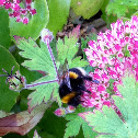 Buff tailed bumble bee