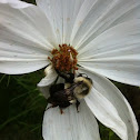 Common eastern bumble bee