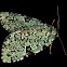 Green Leuconycta