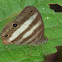 Lycaenid butterfly