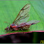 Winged Queen Green Ant