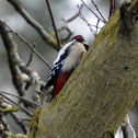 Great Spotted Woodpecker