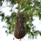 Orange Oreol Nest