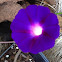 Morning Glory
