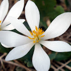 Bloodroot