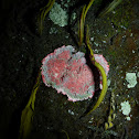 Christmas Wreath Lichen