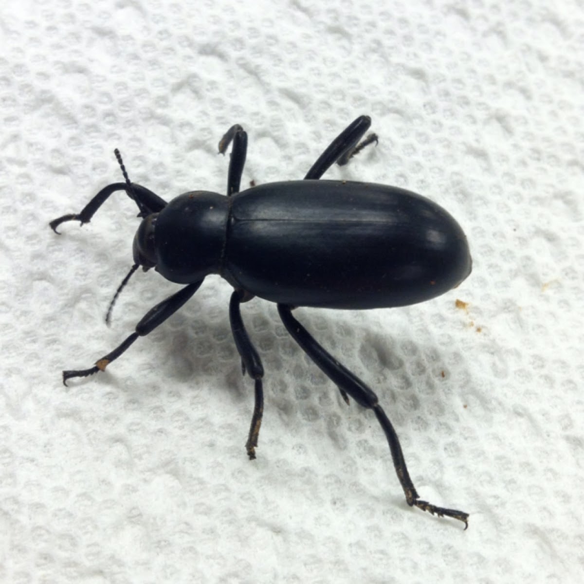 Desert Stink Beetle
