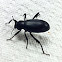 Desert Stink Beetle