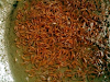 Se Vende Semilla De Tilapia Roja