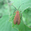 Lycid Beetle