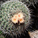 Mammillaria