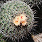 Mammillaria