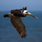 Brown Pelican