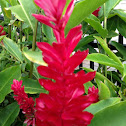 Red ginger