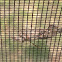 Leaf-footed Bug