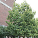silver linden