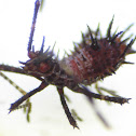Helmeted Squash Bug Nymph