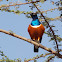 Superb Starling