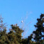 Northern Mockingbird