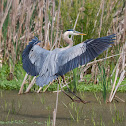 Great Blue Heron