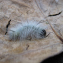 American Dagger Moth Caterpillar