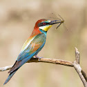 Bee-eater