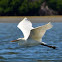 Great Egret