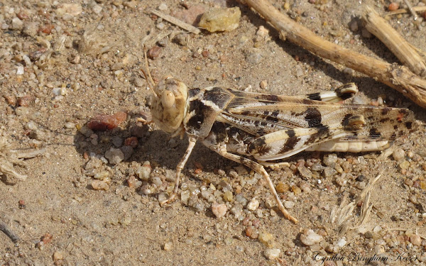 Spurcate Project Noah