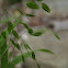 Northern Sea Oats