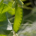 Pea