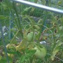 Brandywine Tomato