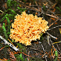 Coral Mushroom