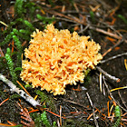 Coral Mushroom
