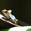 Brown Anole